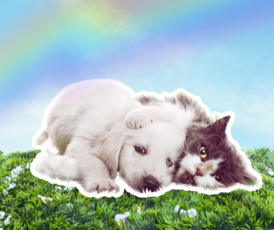 What to Write For the Loss of a Pet (Dog or Cat) 2025