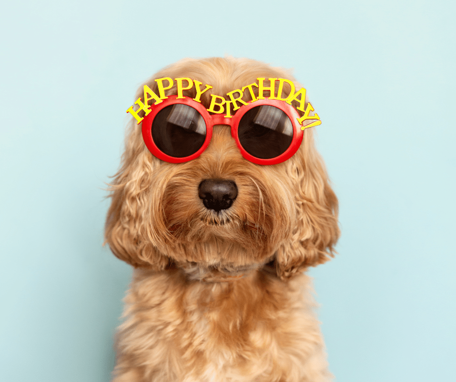 funny birthday wishes 2025