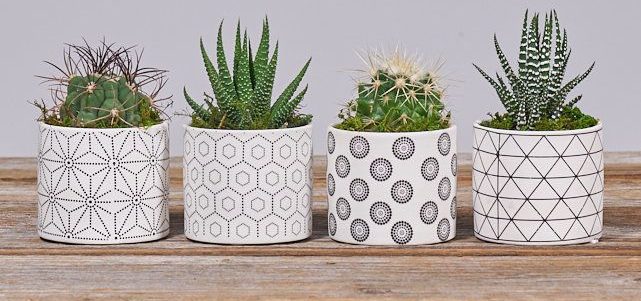 Best Gifts For Cousins 2025: Four Succulents 2025