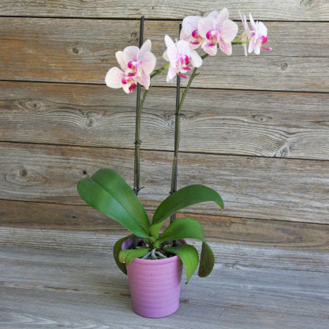 Thank You Gift Ideas 2022: Orchid 2022