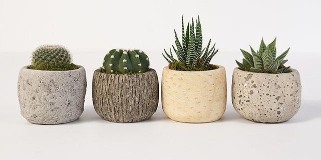 Inexpensive Hostess Gifts 2022: Succulent Plants 2022