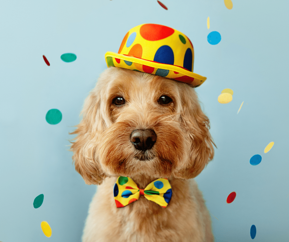 Dog Birthday Party Ideas 2024