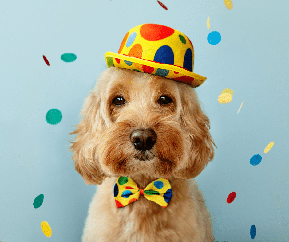 Dog Birthday Party Ideas 2025