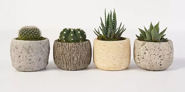 Inexpensive Hostess Gifts 2023: Succulent Plants 2023